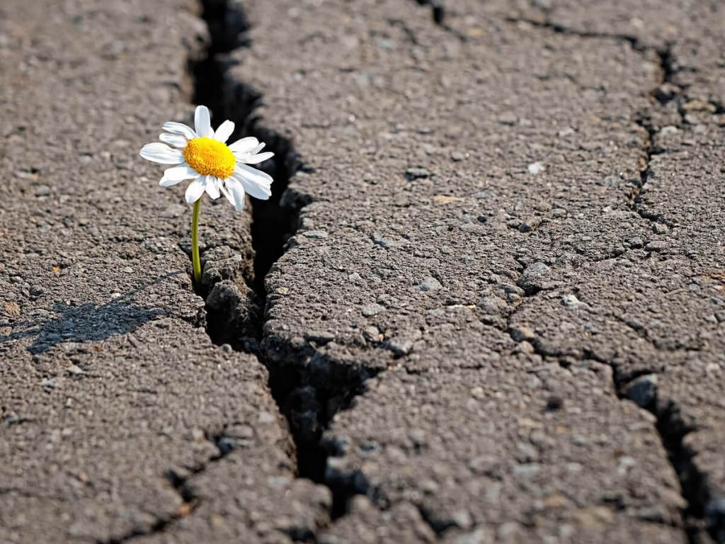 Eine Gänseblümchen schaut aus dem Asphalt heraus.